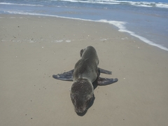 Arctocephalus
