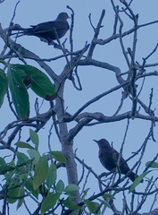 Turdus merula cabrerae