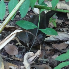 Turdus merula cabrerae