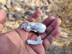 Spilogale gracilis