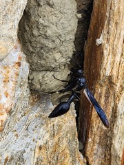 Brachymenes wagnerianus