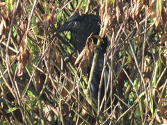 Crotophaga major