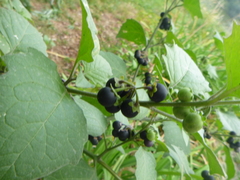 Solanum nigrum