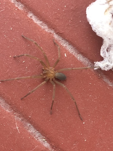 Chilean Recluse