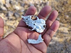Spilogale gracilis