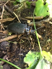 Acanthinodera cumingii