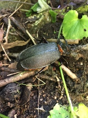 Acanthinodera cumingii