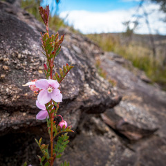 Boronia floribunda