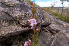 Boronia floribunda