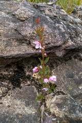 Boronia floribunda