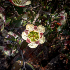 Leptospermum macrocarpum