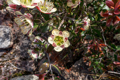 Leptospermum macrocarpum