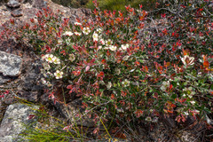 Leptospermum macrocarpum