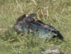 Plectropterus gambensis