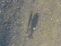 Gasterosteus aculeatus