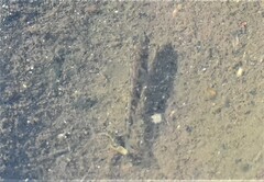 Gasterosteus aculeatus