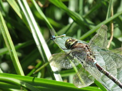 Rhionaeschna psilus