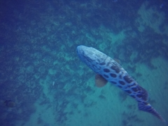 Epinephelus tukula