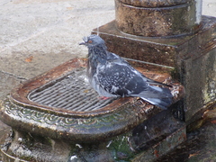 Columba livia domestica