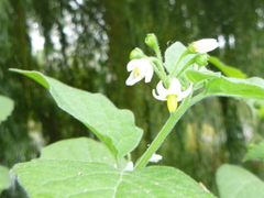 Solanum nigrum
