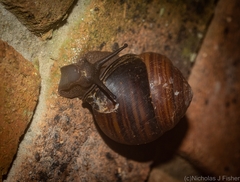 Sphaerospira fraseri