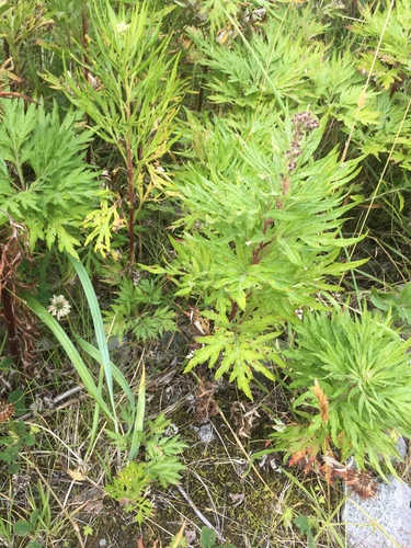 Tilesius' wormwood