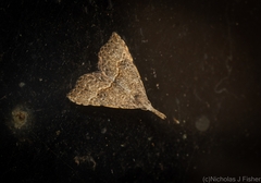 Trigonistis asthenopa