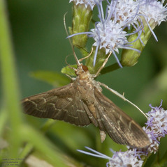 Pilocrocis ramentalis