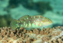 Halichoeres margaritaceus