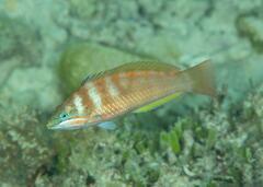 Pseudolabrus luculentus