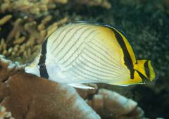 Chaetodon vagabundus