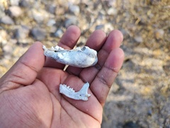 Spilogale gracilis