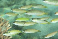 Anampses elegans