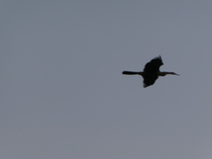 Anhinga rufa