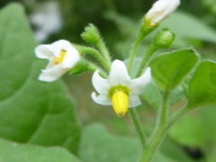 Solanum nigrum