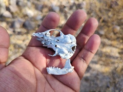 Spilogale gracilis