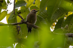 Melanerpes hoffmannii