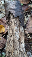 Costantinella