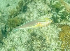 Stethojulis bandanensis