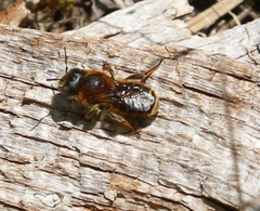 Osmia aurulenta