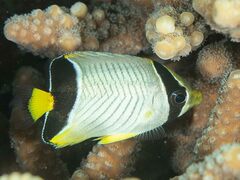 Chaetodon trifascialis