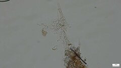 Costantinella
