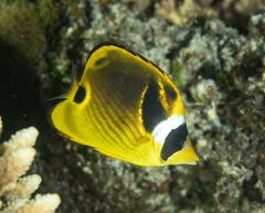Chaetodon lunula