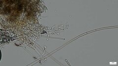 Costantinella