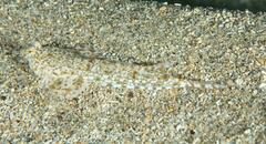 Diplogrammus goramensis