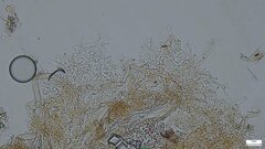 Costantinella