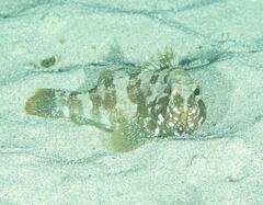 Epinephelus rivulatus