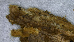 Costantinella
