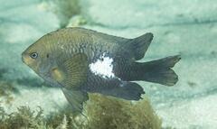 Neoglyphidodon polyacanthus