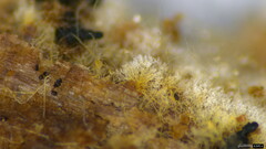 Costantinella